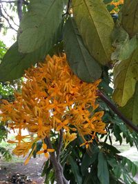 Close-up of flower tree