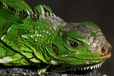 Close-up portrait of lizard