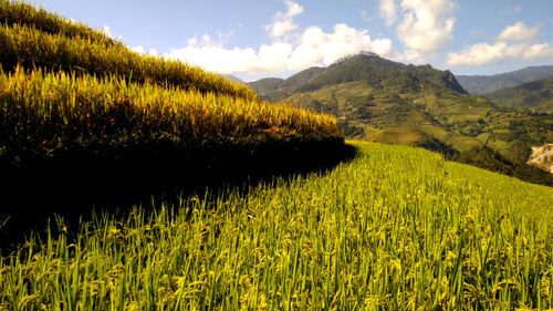 Scenic view of agricultural field against sky