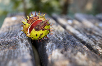 Close-up of orange leaf on wood