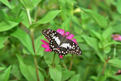 Close-up of butterfly on purple flower