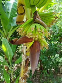 Close-up of a tree