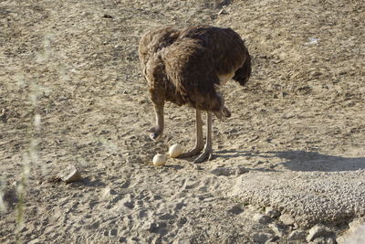 Giraffe on sand