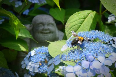 Bee on blue hydrangeas blooming in park