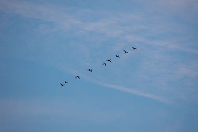 Low angle view of birds flying in sky