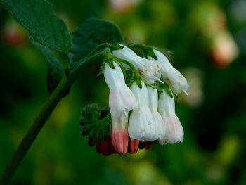 Close-up of flowering plant