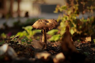 Close-up of mushroom growing on field