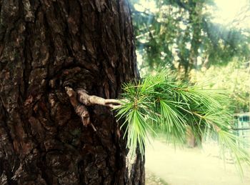 Close-up of tree trunk
