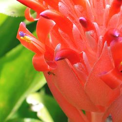 Close-up of day lily