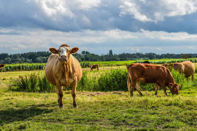 Cows in a field