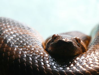 Close-up of lizard