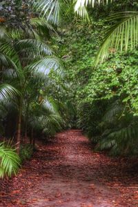 Palm trees amidst plants