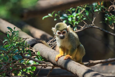 Monkey sitting on branch