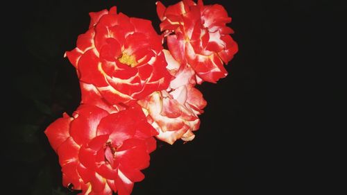 Close-up of red rose against black background