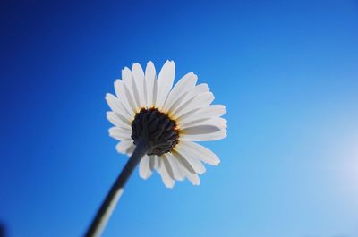 Close-up of white daisy against blue sky