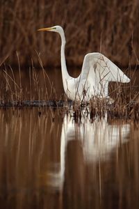 View of a bird in water