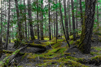 Trees in forest