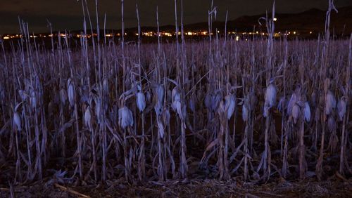 Close-up of plants at night