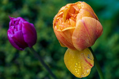 Close-up of purple tulip