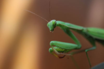 Close-up of insect on leaf