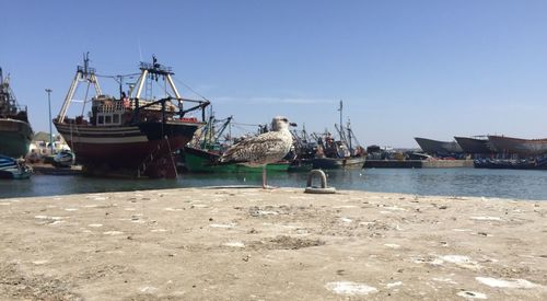 Boats in harbor