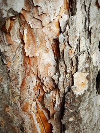 Full frame shot of tree