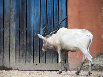 Horse standing against wall