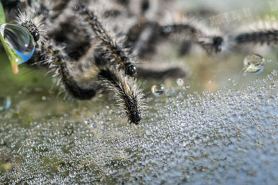 Close-up of spider in water