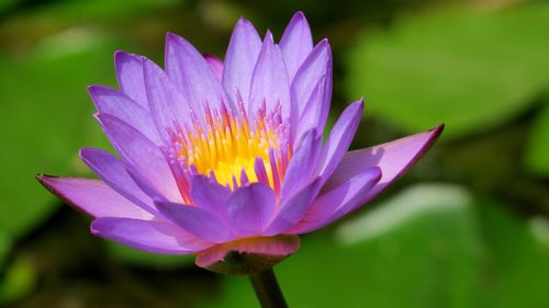 Close-up of lotus water lily