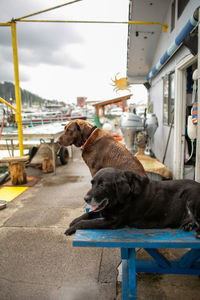 Dog relaxing in bus