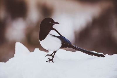 Close-up of bird perching on snow