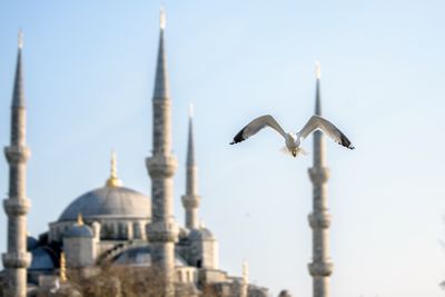 Birds in city against sky