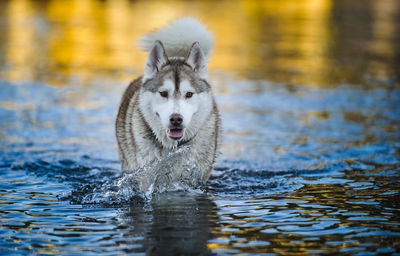 Portrait of husky walking in lake