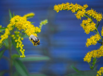 Close-up of honey bee on flower