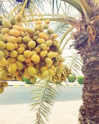 Fruits hanging on palm tree