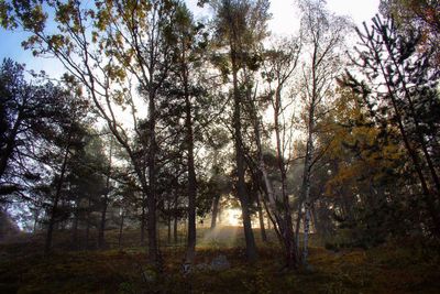 Trees in forest