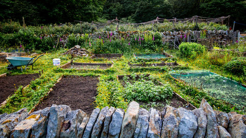 Plants growing in garden