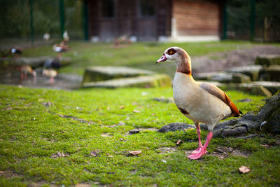 Close-up of egyptian goose on grass