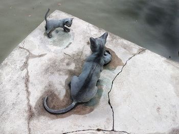 High angle view of horse in water