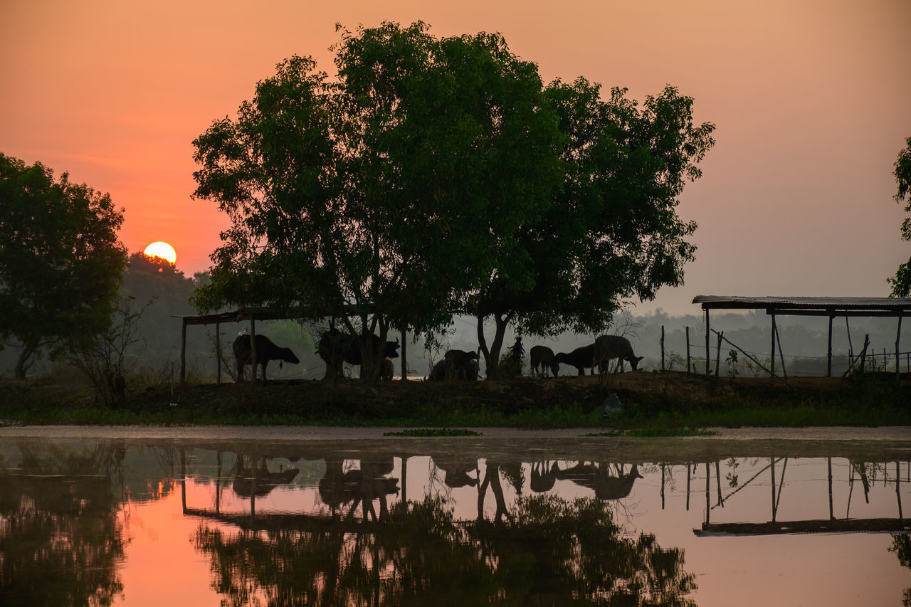 REFLECTION OF TREES IN LAKE AGAINST SKY DURING SUNSET