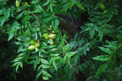 Close-up of plant