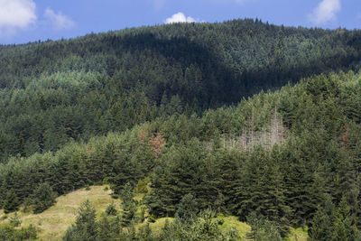 Scenic view of pine trees against sky, mountain landscape