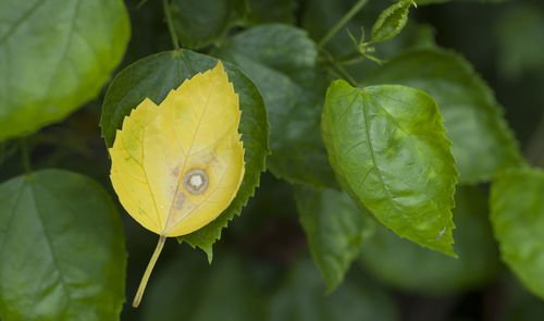 Close-up of raindrops on yellow leaves