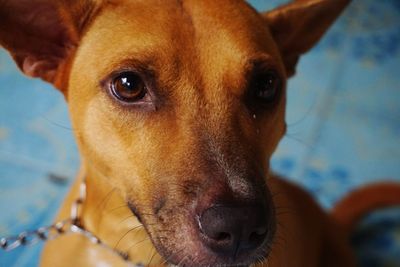 Close-up portrait of dog