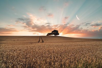Scenic view of agricultural field against sky during sunset