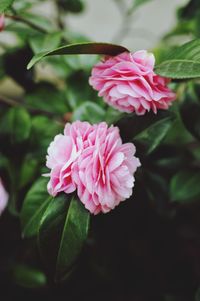 Close-up of pink flowers blooming outdoors