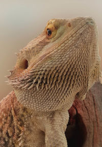 Close-up of a lizard