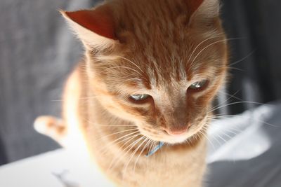 Close-up portrait of a cat