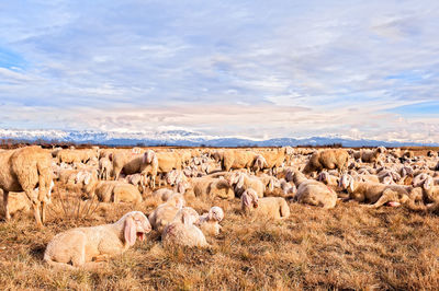 Sheep on landscape against sky