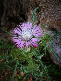 Close-up of purple thistle flower on field